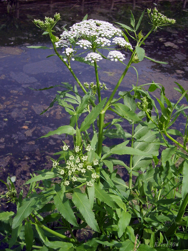 potocznik wąskolistny