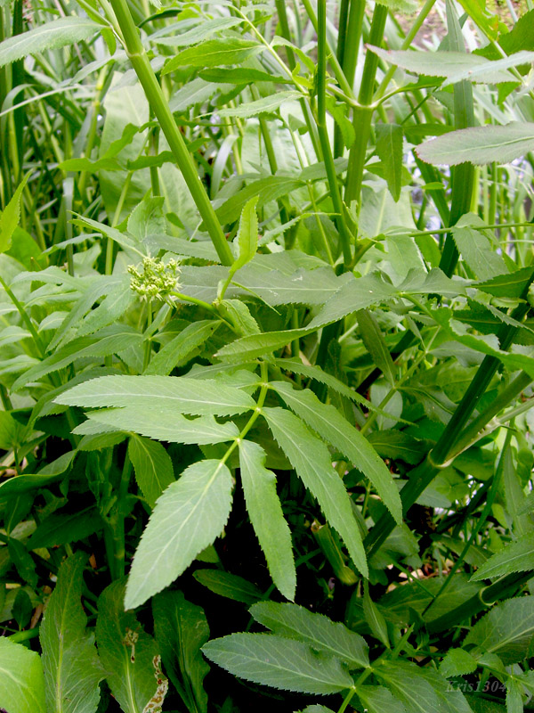 potocznik wąskolistny