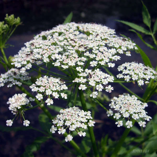potocznik wąskolistny