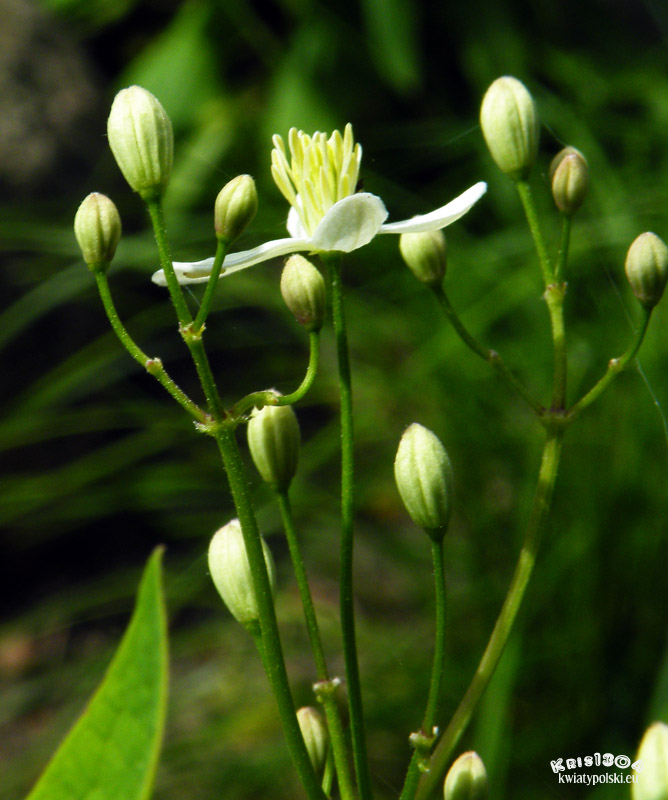 Clematis recta