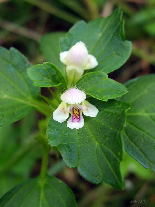 (Galeopsis tetrahit)