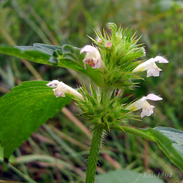 (Galeopsis tetrahit)