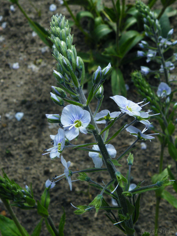 przetacznik goryczkowaty