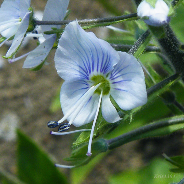 przetacznik goryczkowaty