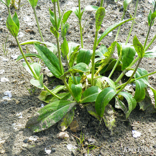 przetacznik goryczkowaty