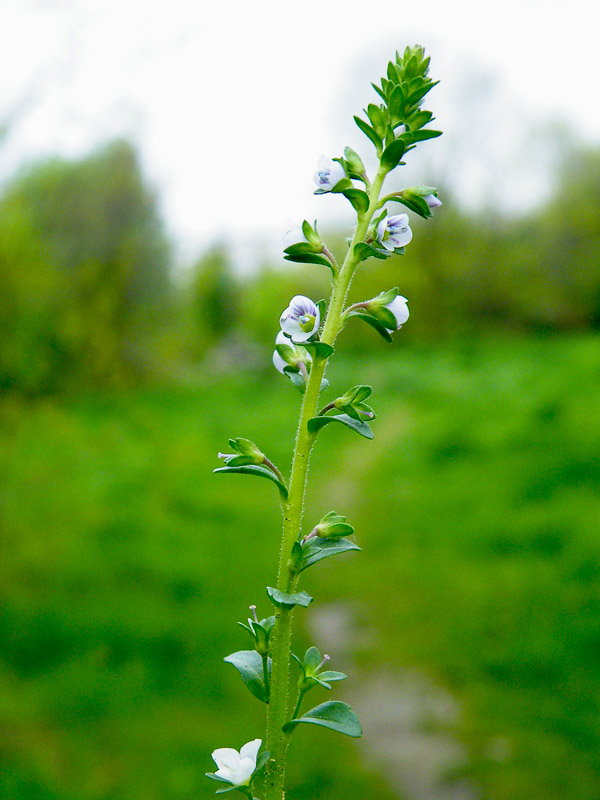 przetacznik macierzankowy