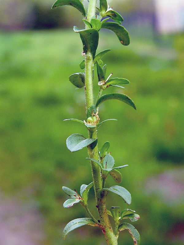 przetacznik macierzankowy