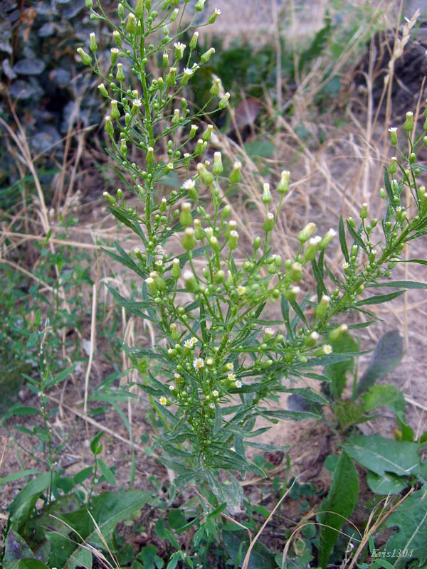 przymiotno kanadyjskie