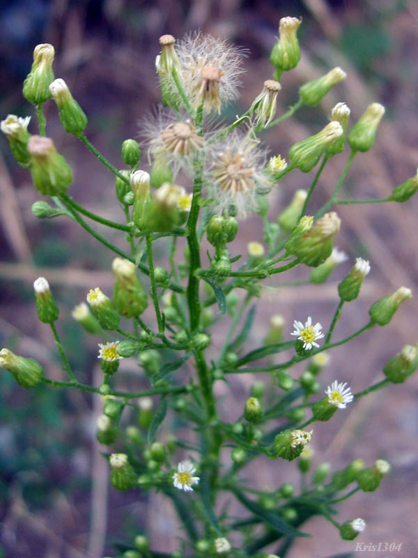 przymiotno kanadyjskie