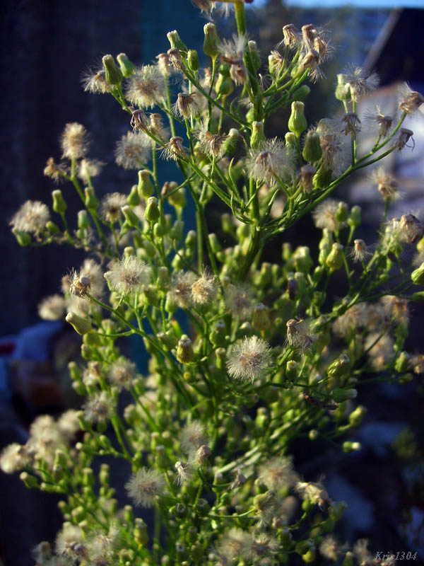 przymiotno kanadyjskie