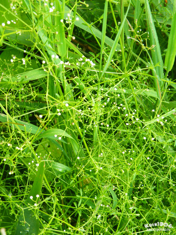 Galium palustre