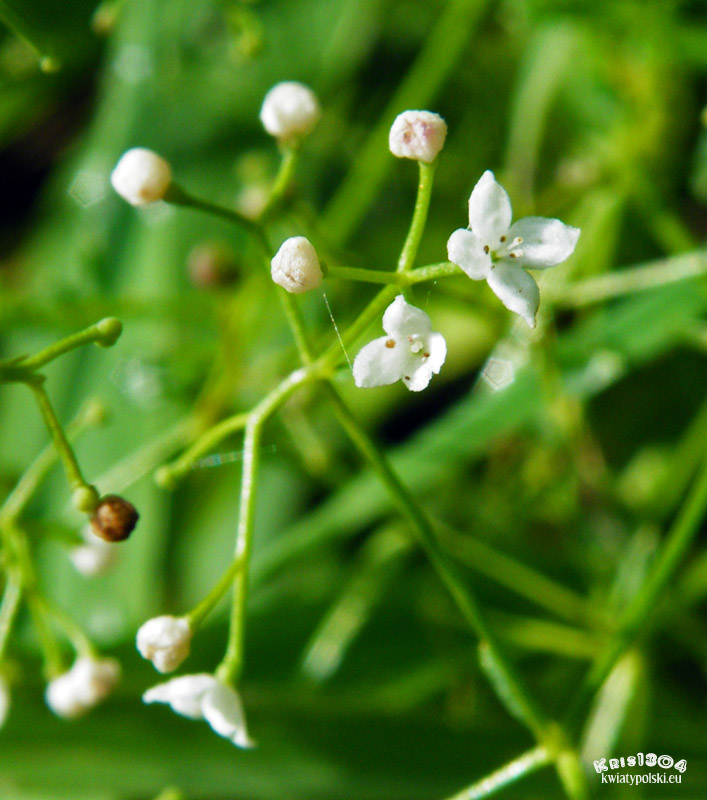 Galium palustre