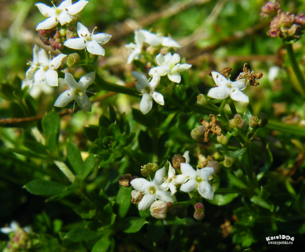Galium saxatile