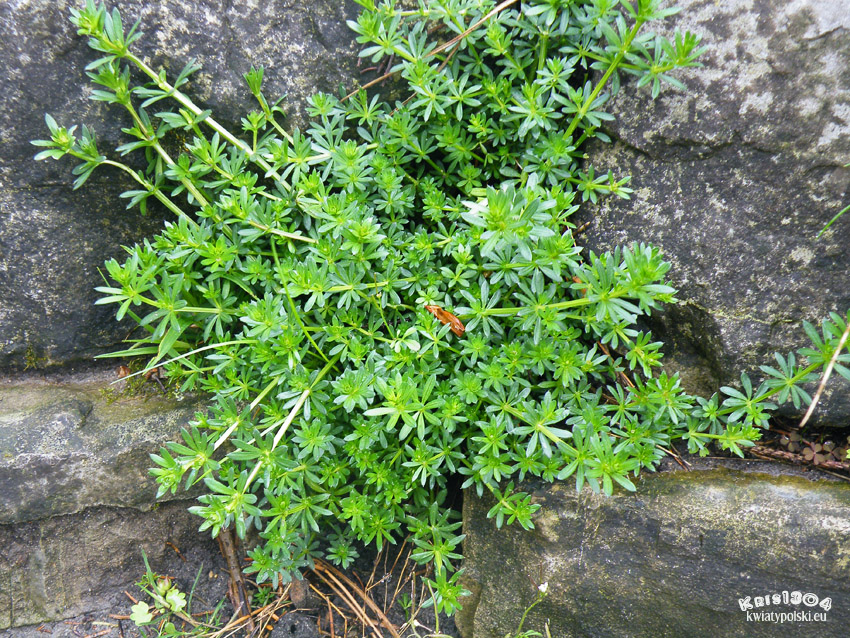 Galium anisophyllon
