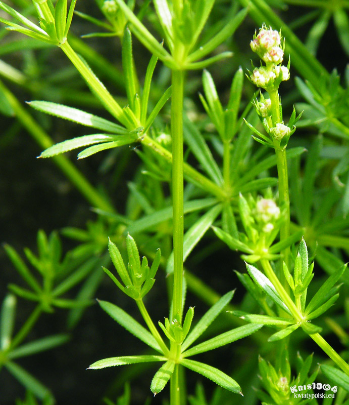 Galium anisophyllon