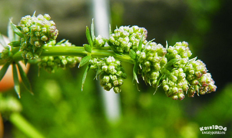 Galium anisophyllon