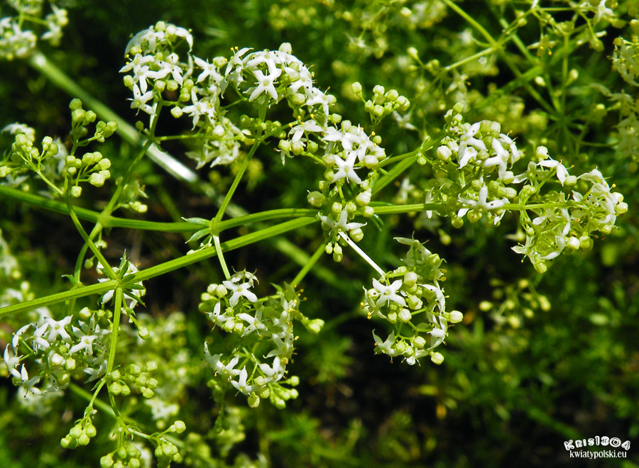 Galium anisophyllon