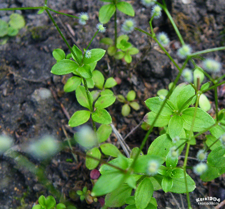Galium rotundifolium