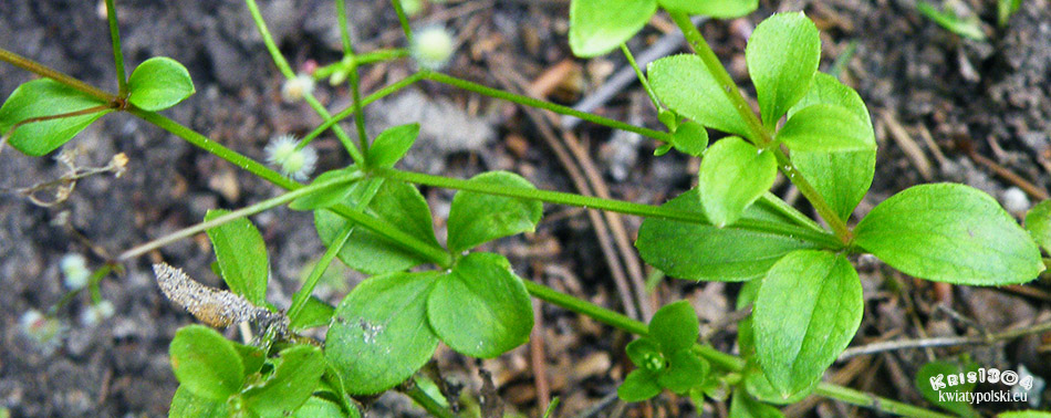Galium rotundifolium