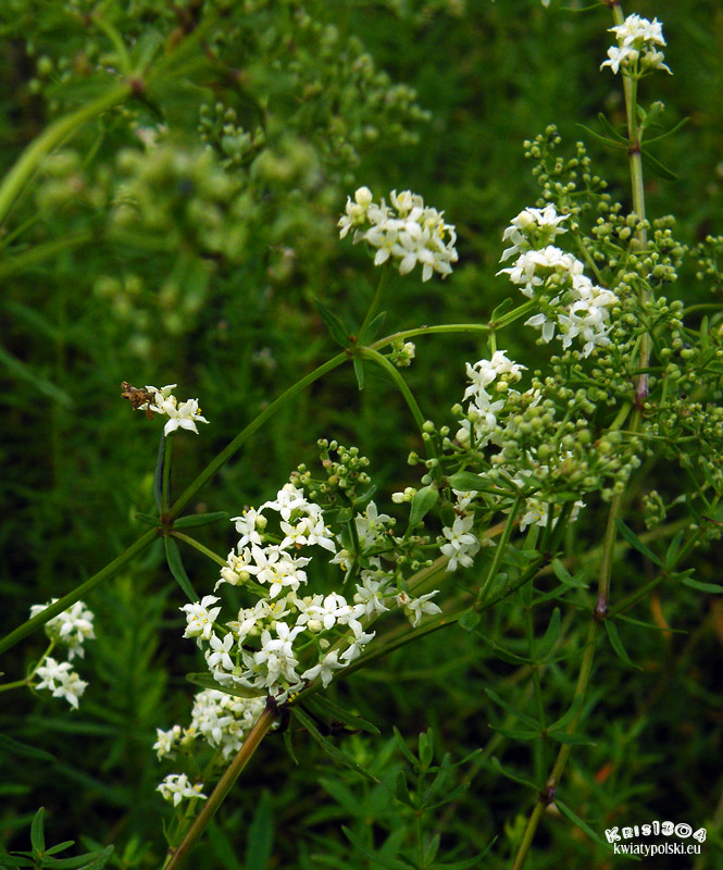Galium boreale