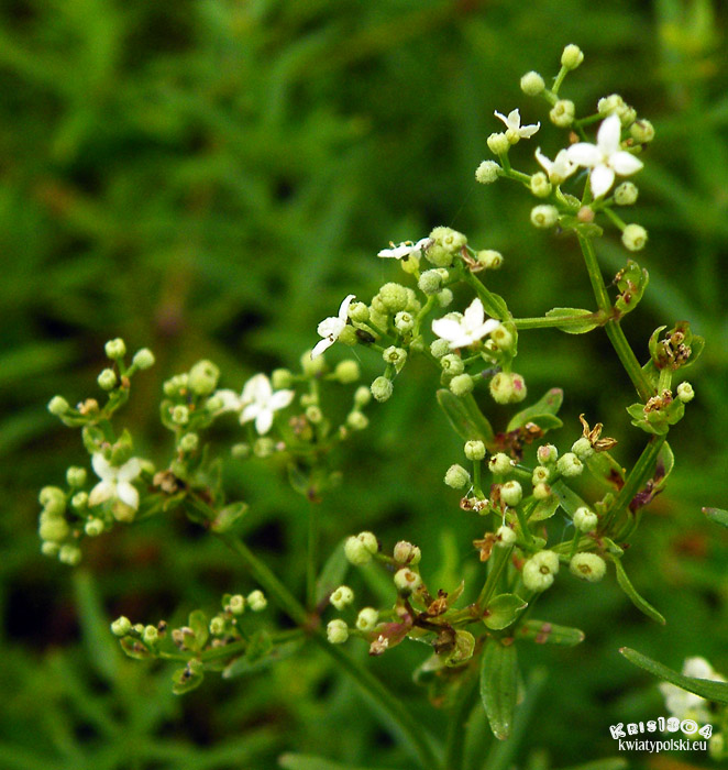 Galium boreale