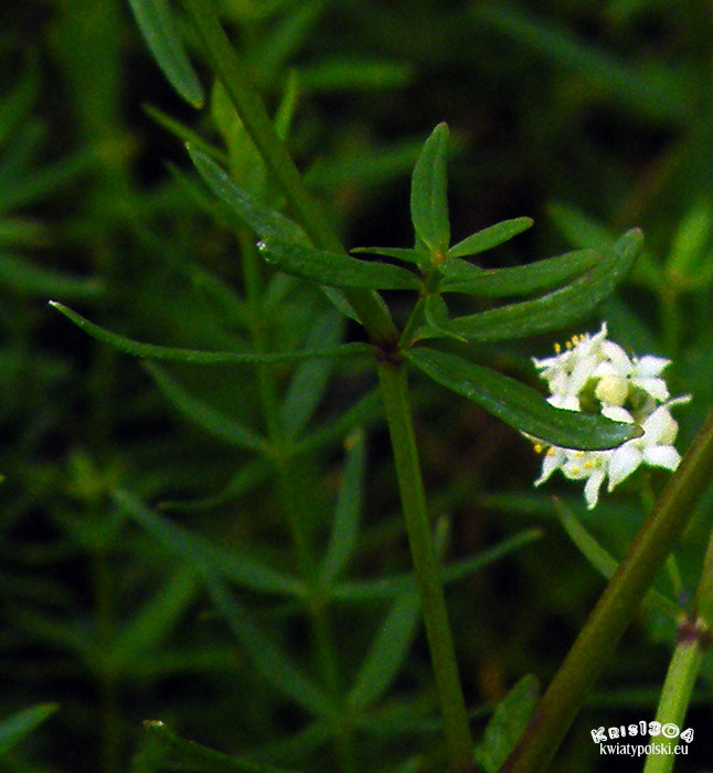 Galium boreale
