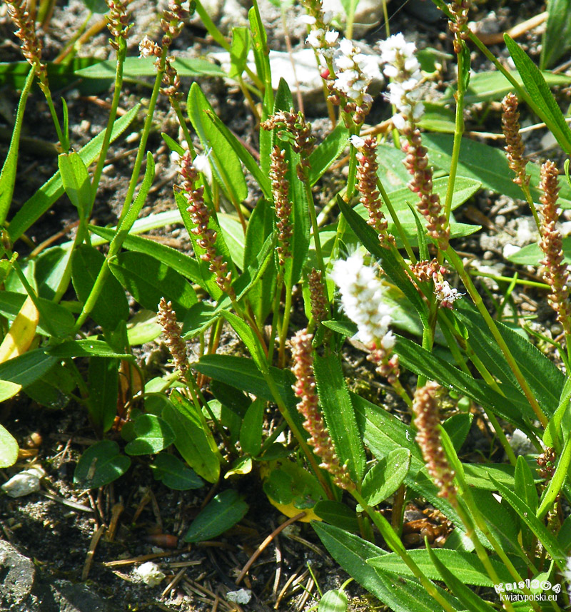 Polygonum viviparum