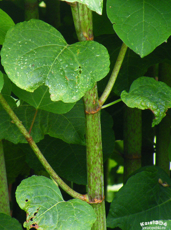 rdestowiec
