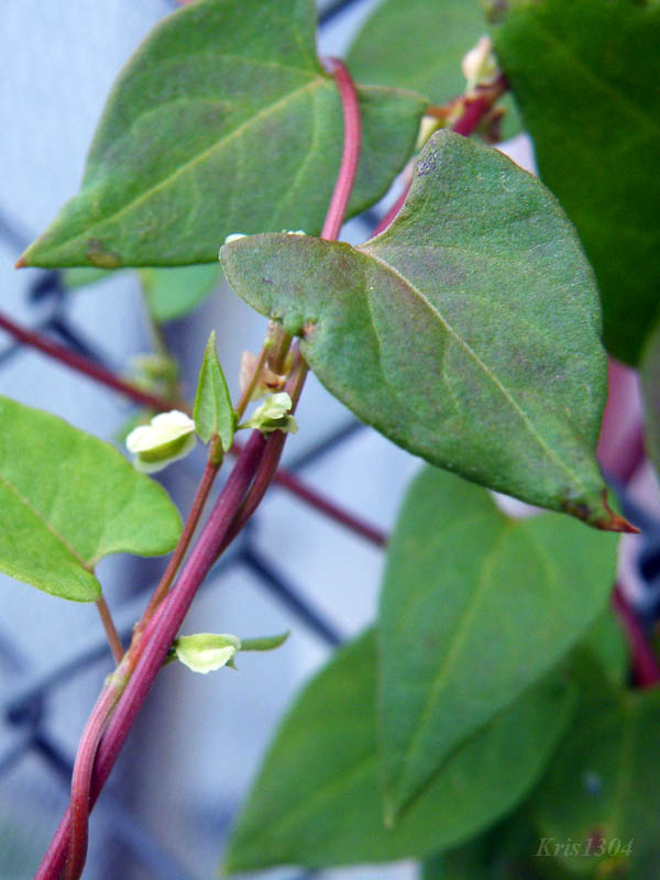 rdestówka powojowata
