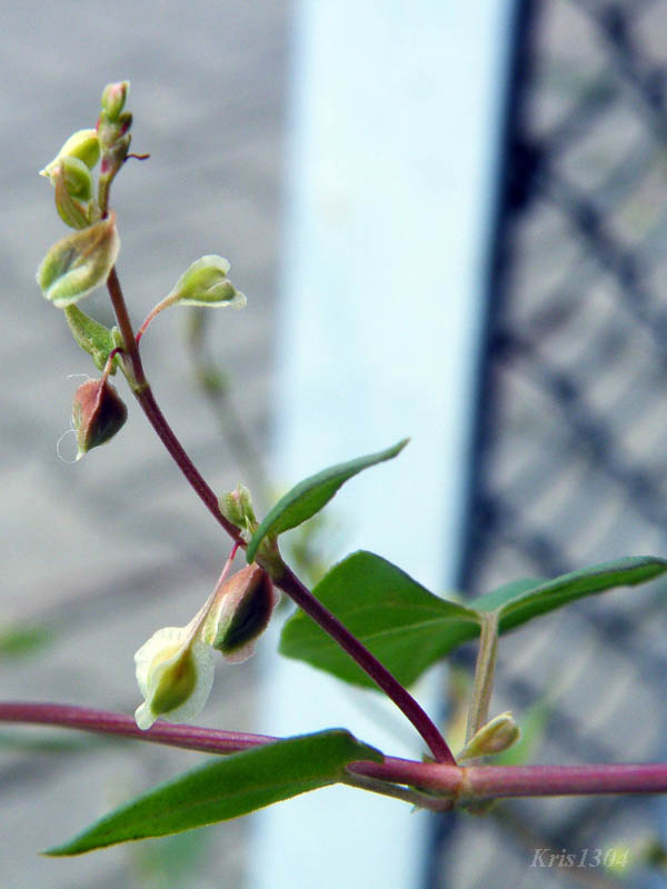 rdestówka powojowata