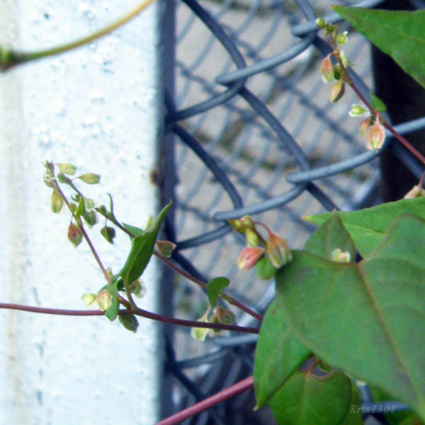 rdestówka powojowata