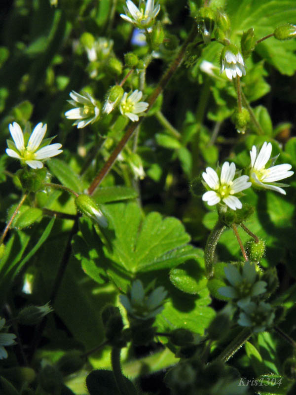 rogownica pięciopręcikowa