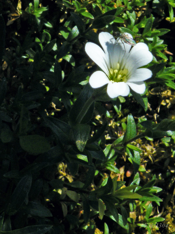 Cerastium tatrae