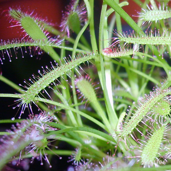 Drosera anglica