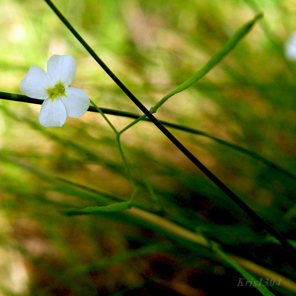Arabidopsis thaliana