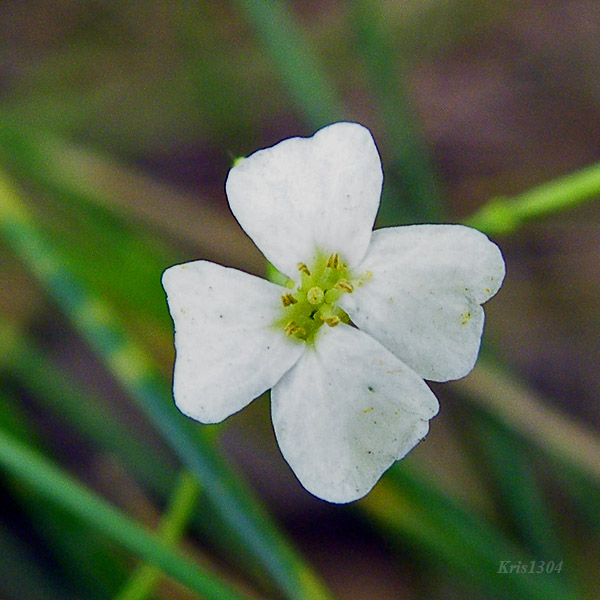 Arabidopsis thaliana