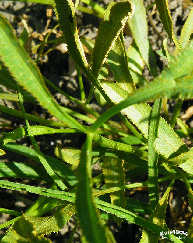 Falcaria vulgaris