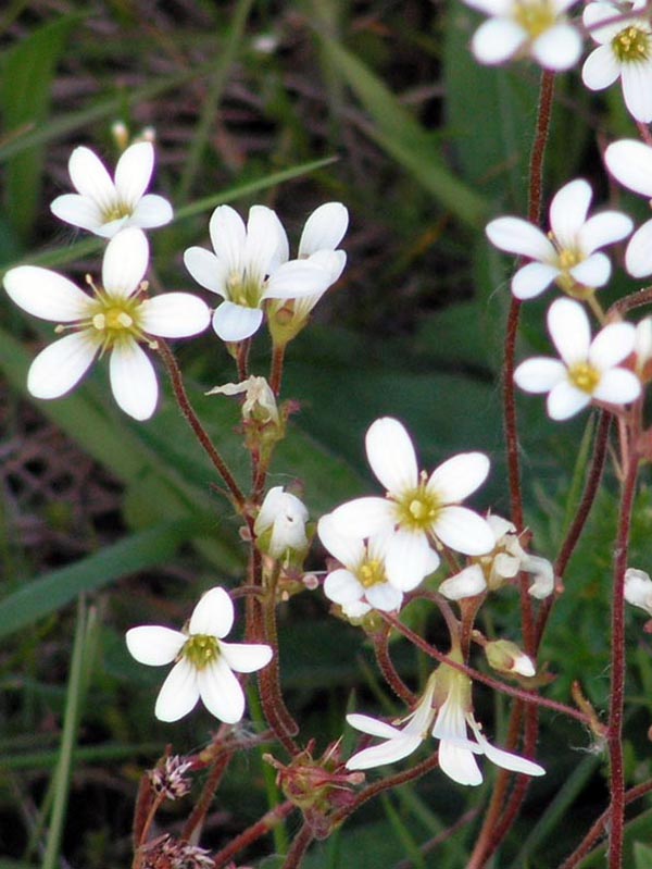 Saxifraga tridactylites
