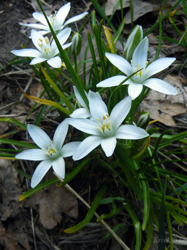 śniedek baldaszkowaty