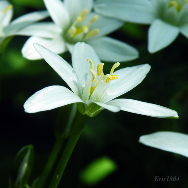 śniedek baldaszkowaty