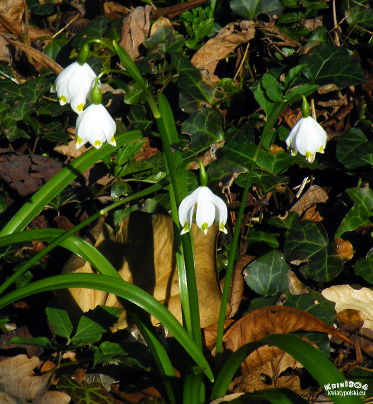śnieżyca wiosenna