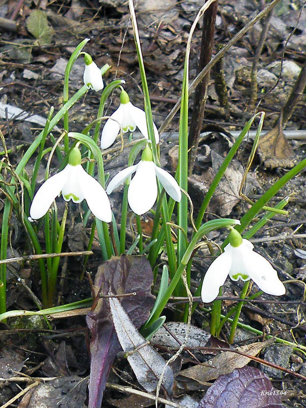 śnieżyczka przebiśnieg