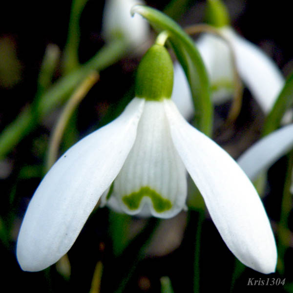 śnieżyczka przebiśnieg