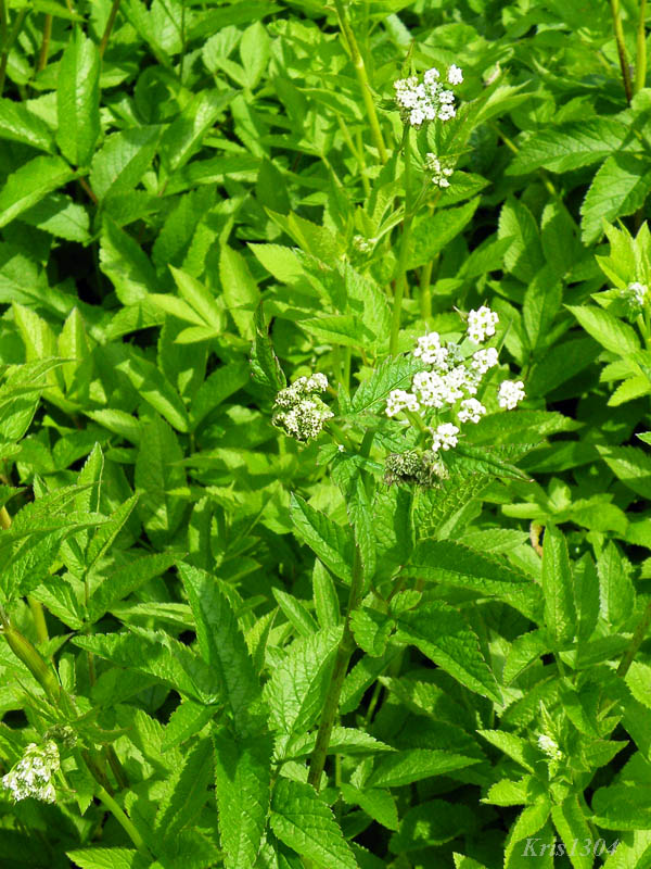 świerząbek korzenny