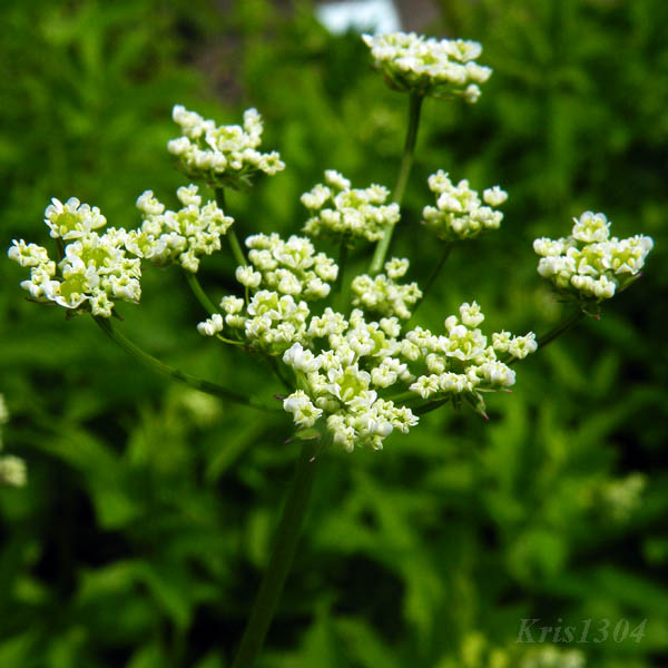 świerząbek korzenny