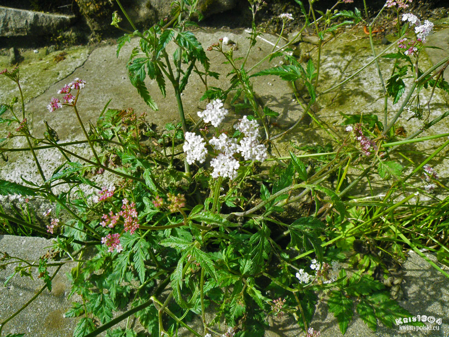 Chaerophyllum hirsutum