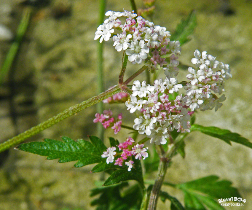 Chaerophyllum hirsutum