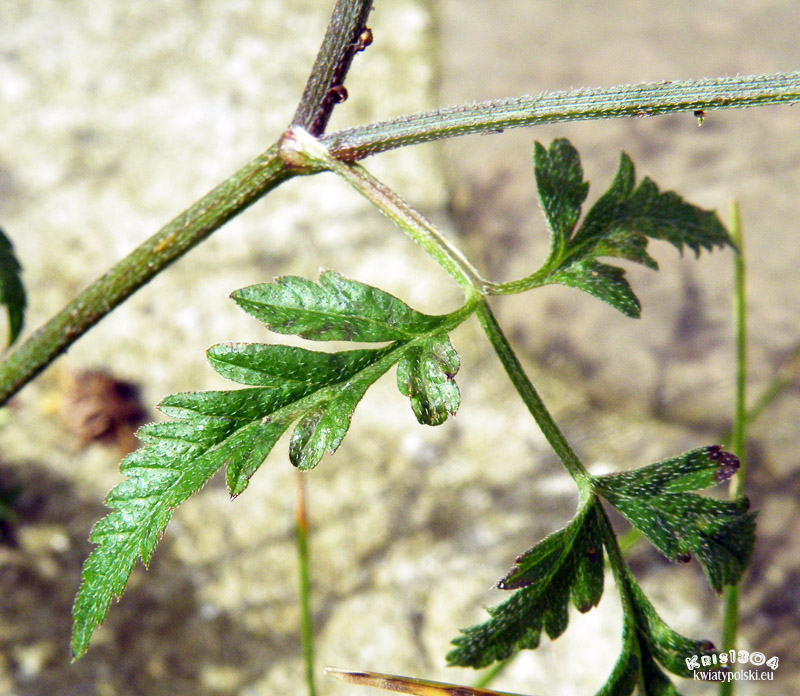 Chaerophyllum hirsutum