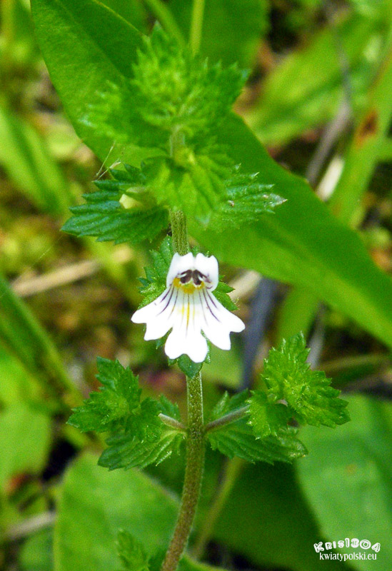 Euphrasia rostkoviana