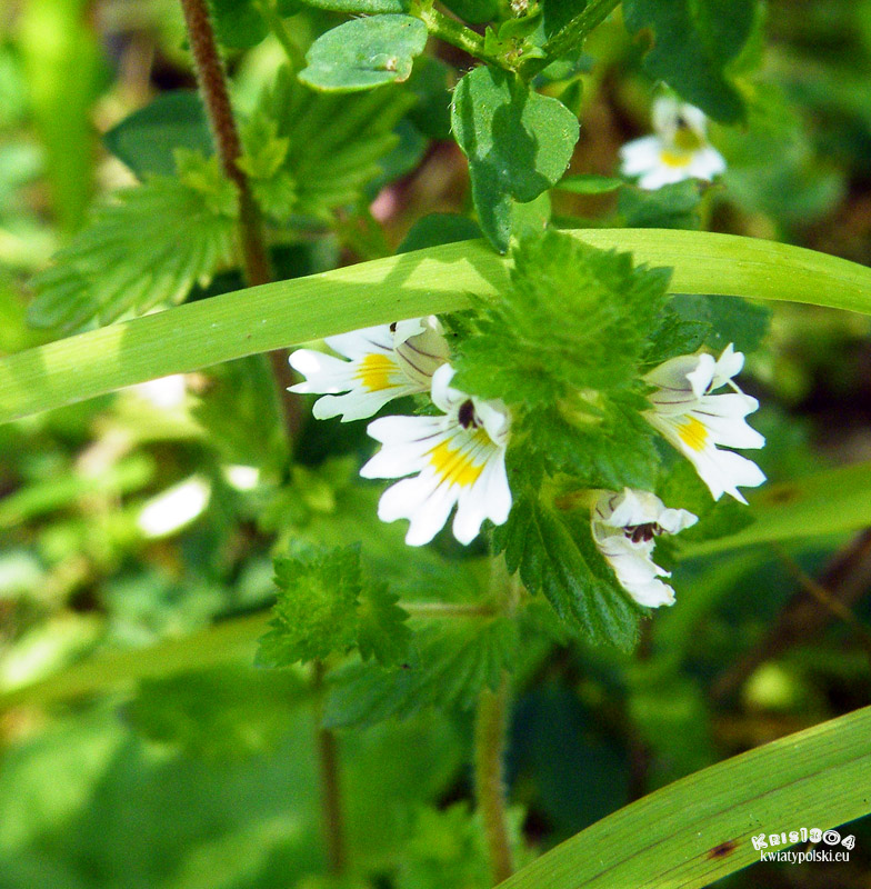 Euphrasia rostkoviana